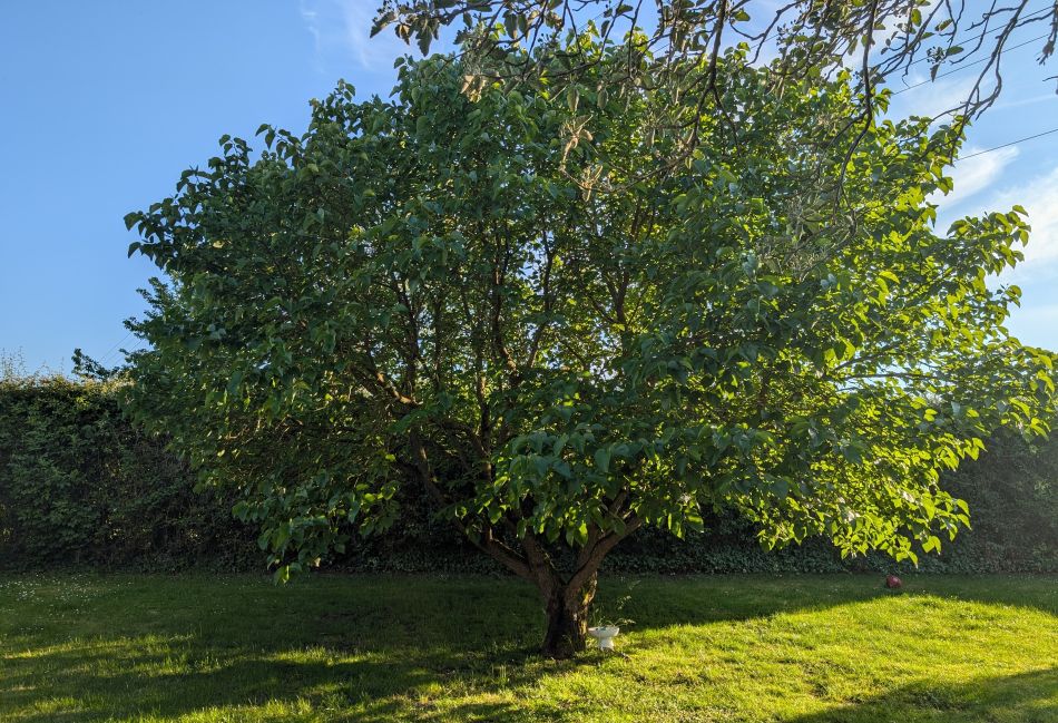A tree in a garden in the sunshine
